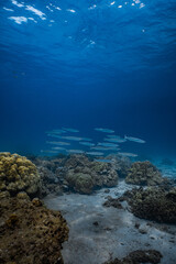 Naklejka premium School of small barracuda fish swimming over a coral reef in blue ocean.