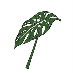 Monstera leaf with bold, perforated patterns © Babah Isa