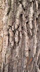 Obraz premium Rough oak tree bark texture close up background. Textured old wood surface with deep cracks and organic abstract pattern on ancient tree trunk in summer forest for natural design concept.