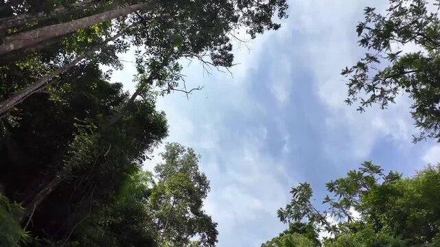 POV look up tall tropical trees frame the scene. Palm fronds stretch across the view