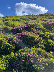 Obraz premium Close view of dense pink alpine blooms on a sunlit hillside under a blue sky for botanical background and wallpaper