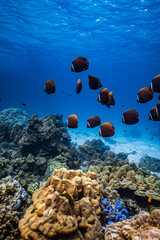 Small school of collared butterflyfish swimming over a hard coral reef in blue ocean. © PIPE DIVE UNDERWATER