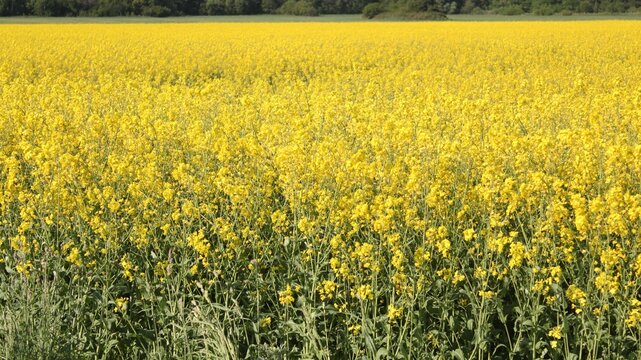 Blooming Yellow Rapeseed Canola Field Panoramic Spring Agriculture Landscape