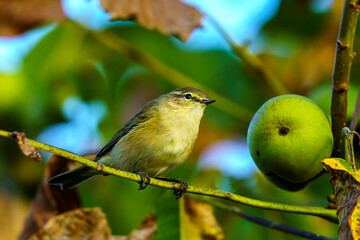 Obraz premium Mały ptak, pierwiosnek (Phylloscopus collybita), na gałęzi orzecha. Ważny symbol zachowania bioróżnorodności i ochrony fauny przed skutkami zmian klimatu i fal upałów latem 2026.