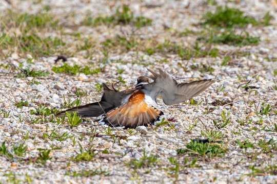 Killdeer (Charadrius vociferus) feigns a broken wing to scare off predators when its nest is threatened.