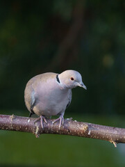 Sierpówka (Streptopelia decaocto) siedząca na gałęzi w naturalnym świetle. Ptak z ogrodu w zbliżeniu, symbol spokoju i natury w środowisku miejskim. Wysoka jakość, szczegółowe upierzenie. © Henryk Niestrój