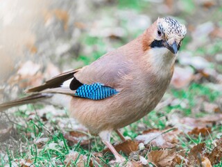 Sójka (Garrulus glandarius) poszukująca pożywienia wśród suchych liści. Bogactwo fauny i wsparcie dla inicjatyw antyłowieckich oraz ochrony lasów w dobie upałów i suszy w lipcu 2026. © Henryk Niestrój