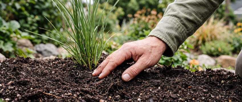 Gardening hand planting grass in rich soil outdoors nurturing young ornamental grass in garden bed