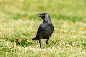 Kawka (Corvus monedula) spacerująca po trawniku. Inteligentny ptak krukowaty, często obserwowany w środowisku miejskim, będący obiektem zainteresowania w kontekście adaptacji dzikich zwierząt do miast © Henryk Niestrój