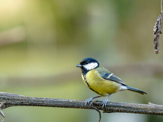 Bogatka (Parus major) na gałęzi. Jeden z najpopularniejszych ptaków parkowych, symbolizujący bliskość natury w przestrzeni miejskiej i potrzebę dbania o lokalne ekosystemy. © Henryk Niestrój