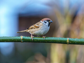 Mazurek (Passer montanus) odpoczywający na zielonej gałązce. Zdjęcie ilustruje codzienne życie ptaków wróblowatych i ich rolę w miejskim oraz wiejskim ekosystemie. © Henryk Niestrój