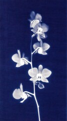 Obraz premium Elegant cyanotype of orchids on deep blue, perfect for mobile wallpaper.