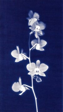 Elegant cyanotype of orchids on deep blue, perfect for mobile wallpaper.