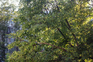 Fototapeta premium Green leaves on tree branches with city building in background during sunny day