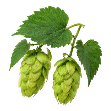 Fresh green organic hop cones on branch with leaves isolated on transparent background