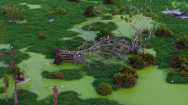 A dead fallen tree lies partially submerged in a lush green swamp covered with moss and water