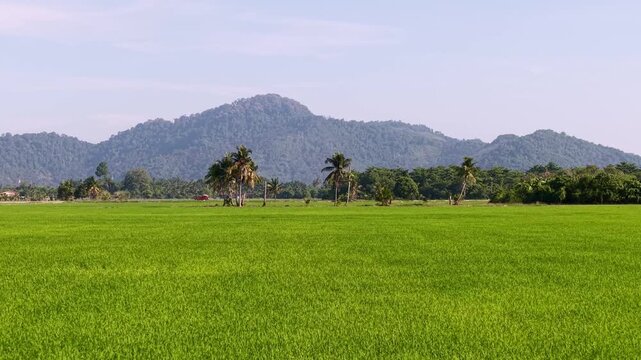 A vast green rice field stretches across the landscape with palm trees and lush hills in the background under a clear blue sky at Balik Pulau