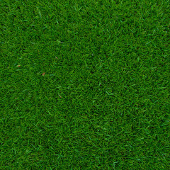 Obraz premium Green grass texture background. Natural lawn turf surface for landscaping design.