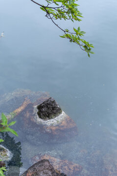 梅雨時の湯の湖に浮かぶ温泉成分で変色した岩と乳白色の水面