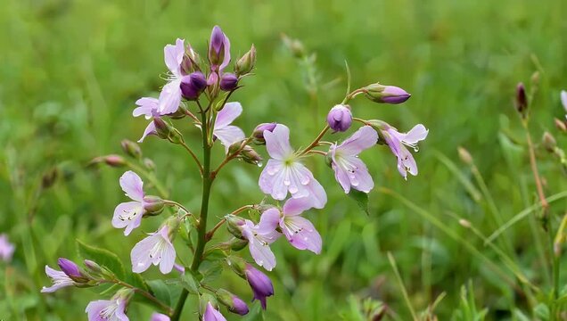 Exquisite cinematic 4K botanical footage capturing the stunning deep violet petals of wild Texas Bluebell flowers swaying gently in a green field showcasing high fidelity natural textures and rich