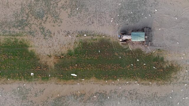 Aerial photo of a tractor floating on muddy water, surrounded by a flock of egret birds