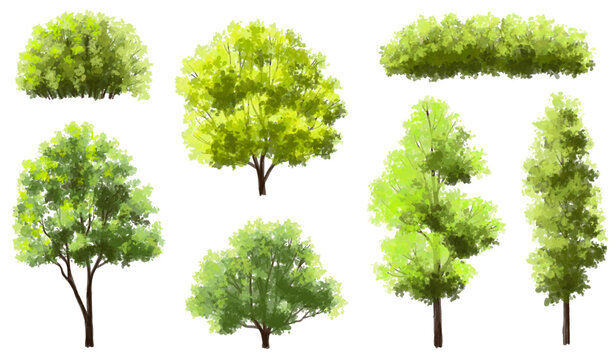  Vector watercolor green tree or forest side view isolated on white background for landscape and architecture drawing,elements for environment or and garden,green tree for garden section 