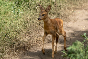roe deer in the woods © pityke70