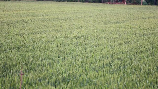 Dry Oat Seed Heads Moving Gently in Wind 180fps Captured in Cinematic High Detail Footage