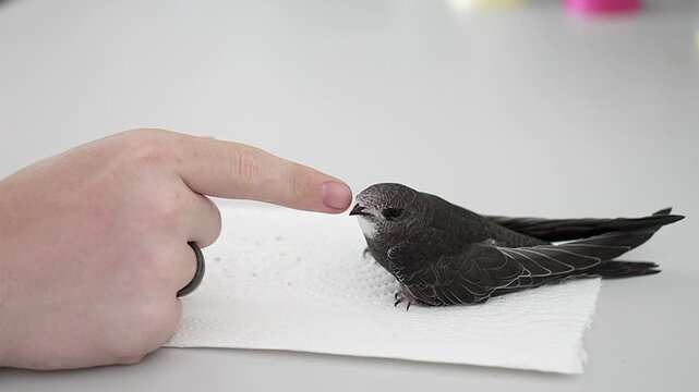 Feeding a black swift chick by hand