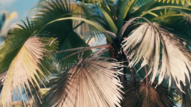 Palm leaves catch sunlight in an outdoor space. The scene shows various green and brown leaves against a clear blue sky. The sunlight creates patterns on the leaves.