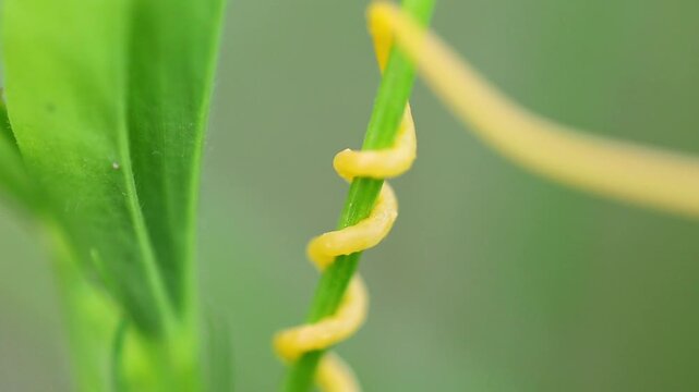 Macro Close Up of Green Plant Cassytha filiformis or love-vine Curling Around Stem 180fps Captured in Cinematic High Detail Footage
