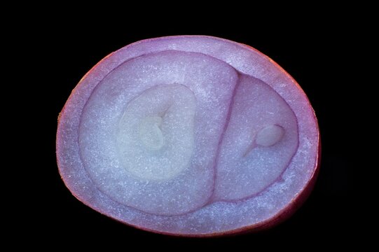 Close-up of red onion slice on black background