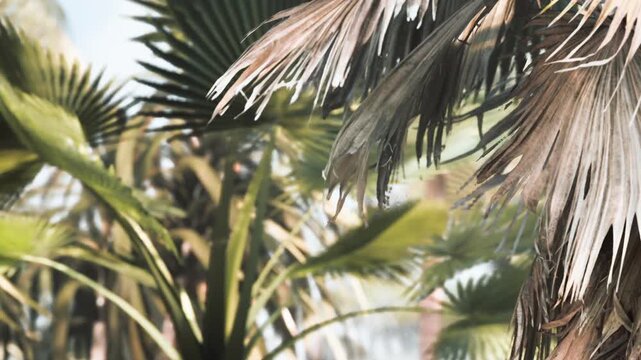 Palm trees stand tall and green against the blue sky. Leaves rustle as the wind blows through. The area is lively with nature and bright sunlight fills the scene.