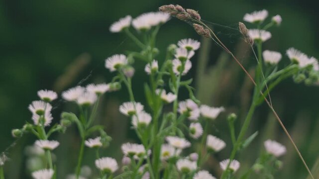 Close-up of Grass with Forest Background