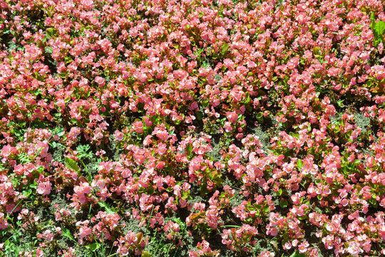 Abundant pink wax begonia flowers with green leaves on a park flower bed. Natural floral texture under bright sunlight.