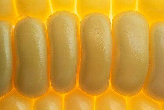 Close-up of ripe corn kernels with warm natural lighting
