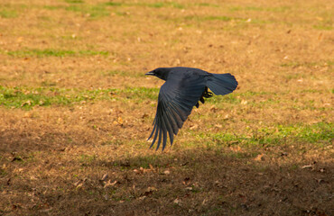 Obraz premium Un bonito cuervo volando con las alas desplegadas. Un cuervo americano (Corvus brachyrhynchos) sobrevolando una pradera al sur de Brooklyn en Nueva York, EEUU. 2019.
