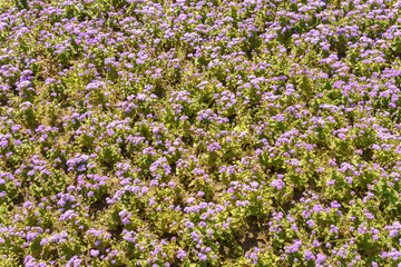 Obraz premium Ageratum houstonianum flowers with purple blossoms and green leaves in a garden. Fluffy floral texture on a sunny day.