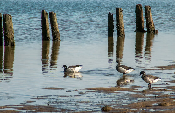 Barnaclas carinegras (Branta bernicla) en el Marine Park Salt Marsh de Nueva York, EE. UU. Ejemplares caminando entre las marismas durante la marea baja en Brooklyn, al sur de Long Island.