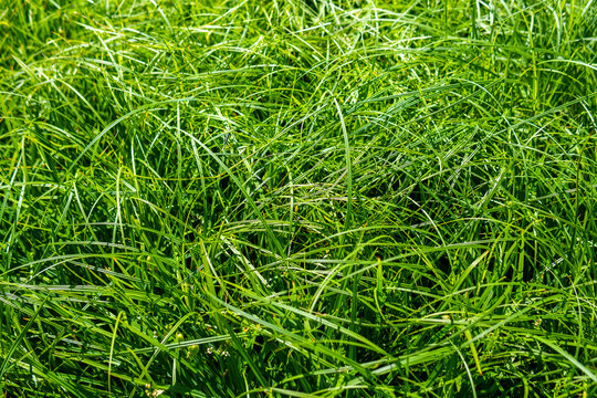 Lush green carex brizoides grass blades with natural tangled texture. Vibrant field sedge background under bright sunny light.