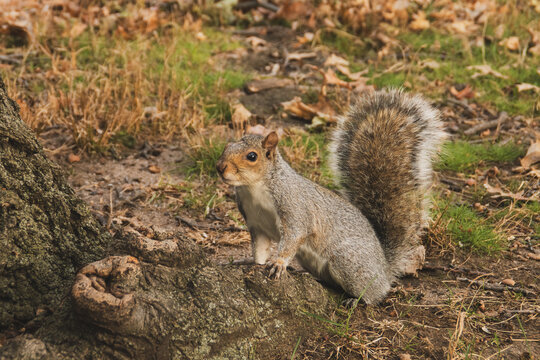 Primer plano de una simp&aacute;tica ardilla gris oriental, Sciurus carolinensis. Peque&ntilde;o roedor sobre las ra&iacute;ces de un roble en las afueras de Nueva York, EE. UU., 2019.