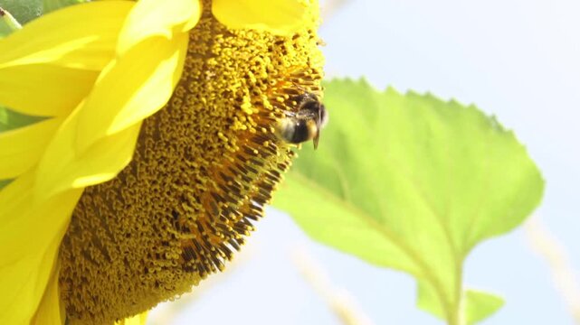 Macro profile video of two fuzzy bumblebees sharing and collecting pollen on a bright yellow sunflower