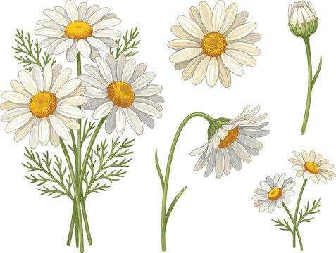 Beautiful vintage chamomile flower collection set featuring botanical daisy bouquet buds and stems vector illustration isolated on white background for herbal tea cosmetics design