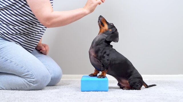 A black and tan dachshund dog stands with front paws on a blue yoga block, rising up to reach a treat held by a woman kneeling nearby during an obedience training fitness session at home.