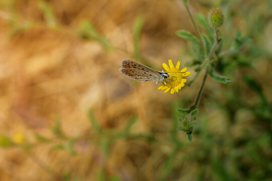 Fotograf&iacute;a macro de una mariposa azul aliment&aacute;ndose de una flor silvestre