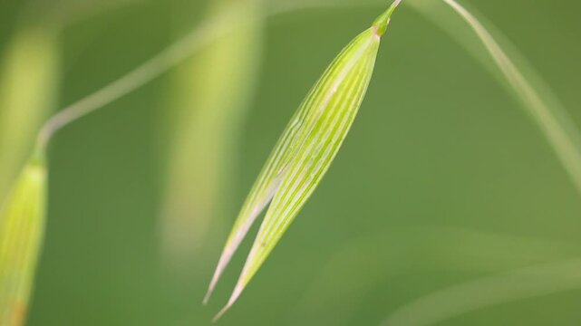 Close Up of Wild Grass Stems Moving Gently in The Meadow Field Wind 180fps Captured in Cinematic High Detail Footage