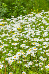 Blühende Margertien in einer Sommerwiese © by-studio