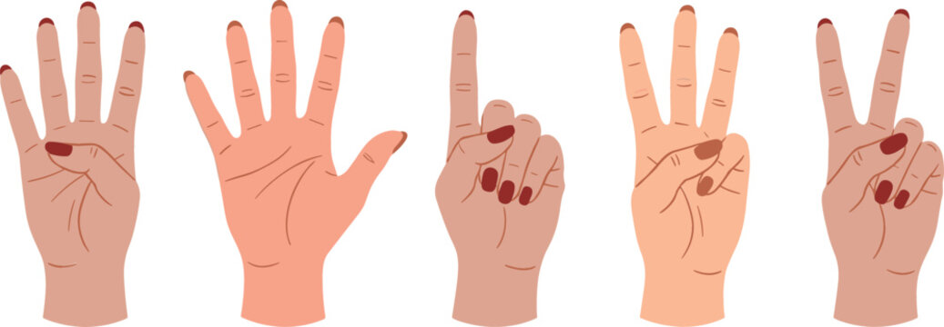 Female hands showing numbers counting signs from one to five flat vector illustration isolated on white background for body language nonverbal communication education concept