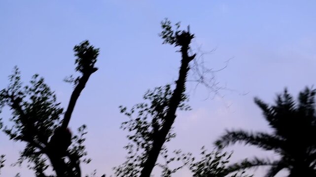 Crow Pheasant bir flying Through Tree Tops 180fps Captured in Cinematic High Detail Footage