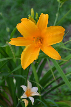 Vibrant Hemerocallis ' Aten ' bloom with its large golden-yellow petals unfurling against backdrop of green foliage. Growing summer long blooming daylilies concept. 